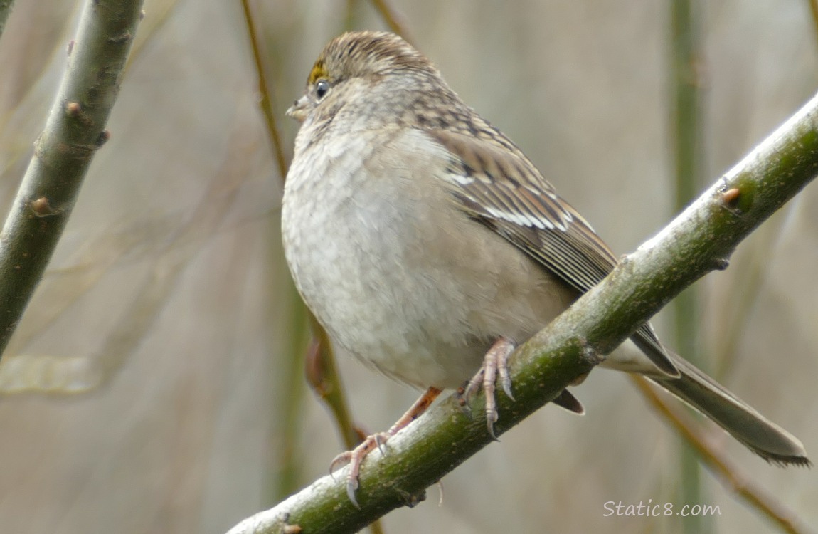 Golden Crown Sparrow standing on a twig, looking away