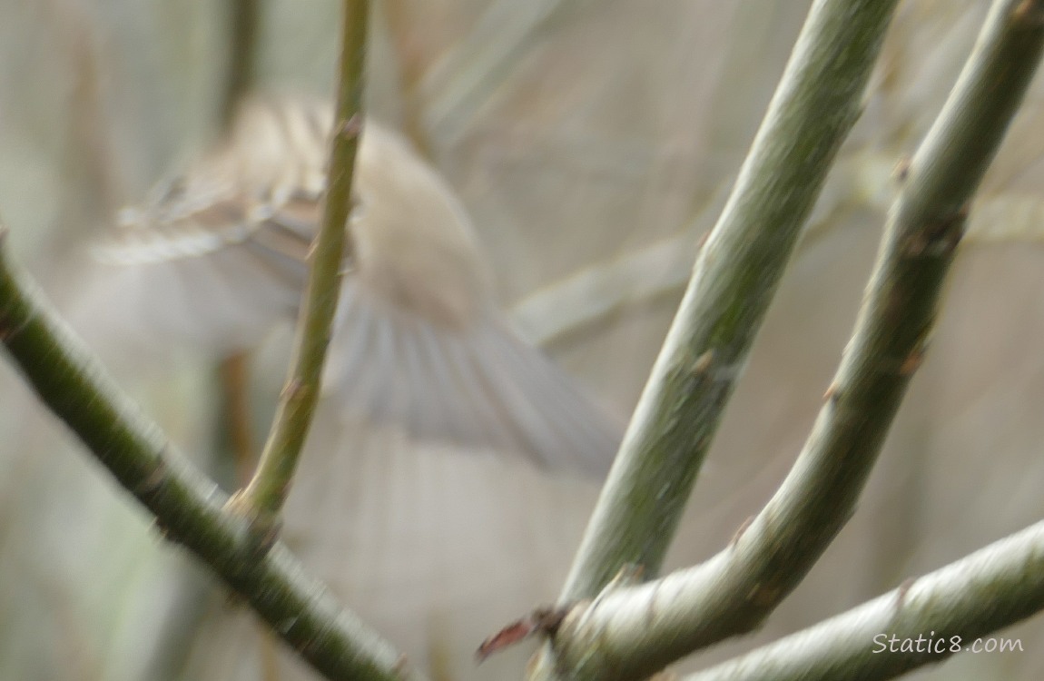 Golden Crown Sparrow flies away in a blur