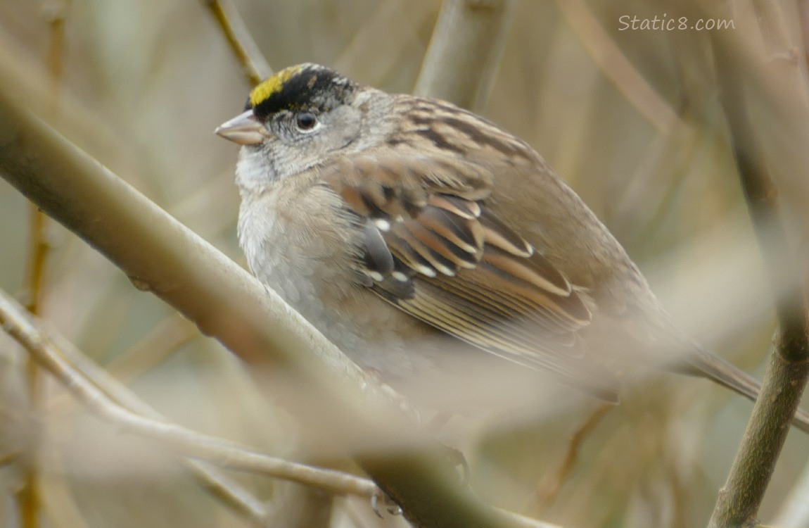 Golden Crown Sparrow standing in sticks