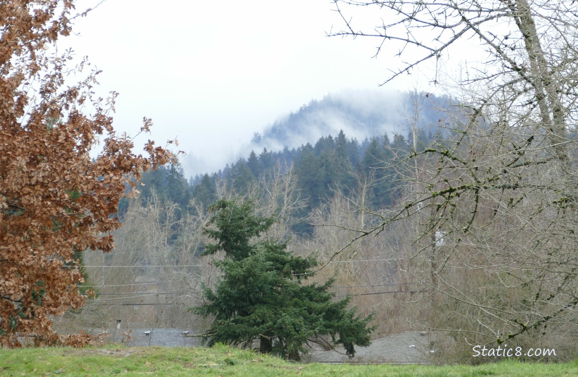 Trees on the hill in the distance