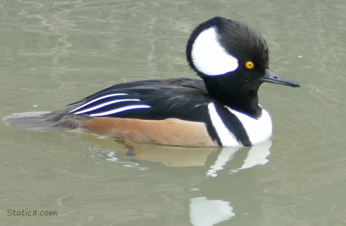 Male Hooded Merganser paddling on the water