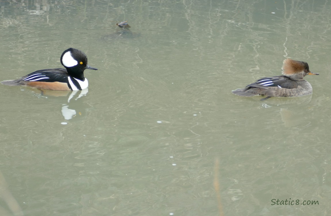 Female and male Hooded Mergansers paddling on the water