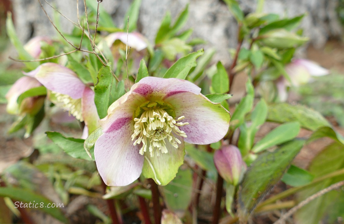 Pink Lenten Rose blooms