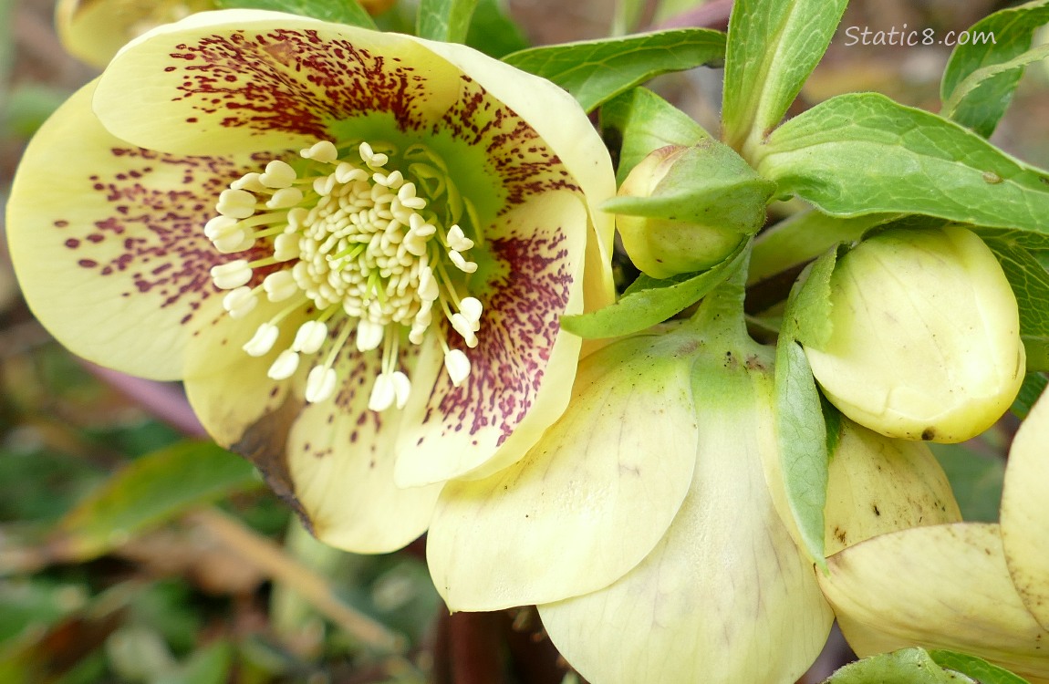 Yellow Lenten Rose blooms