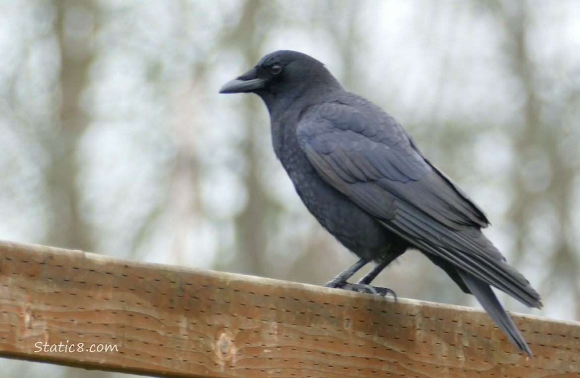 American Crow standing on a wood fence