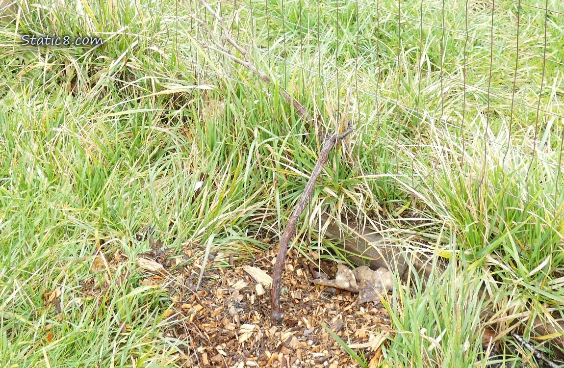Wood chip pile in the grass, protecting a small grape vine