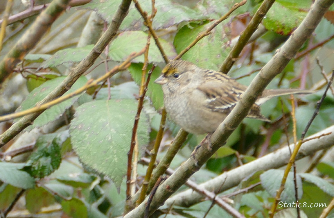 Golden Crown Sparrow in a bush