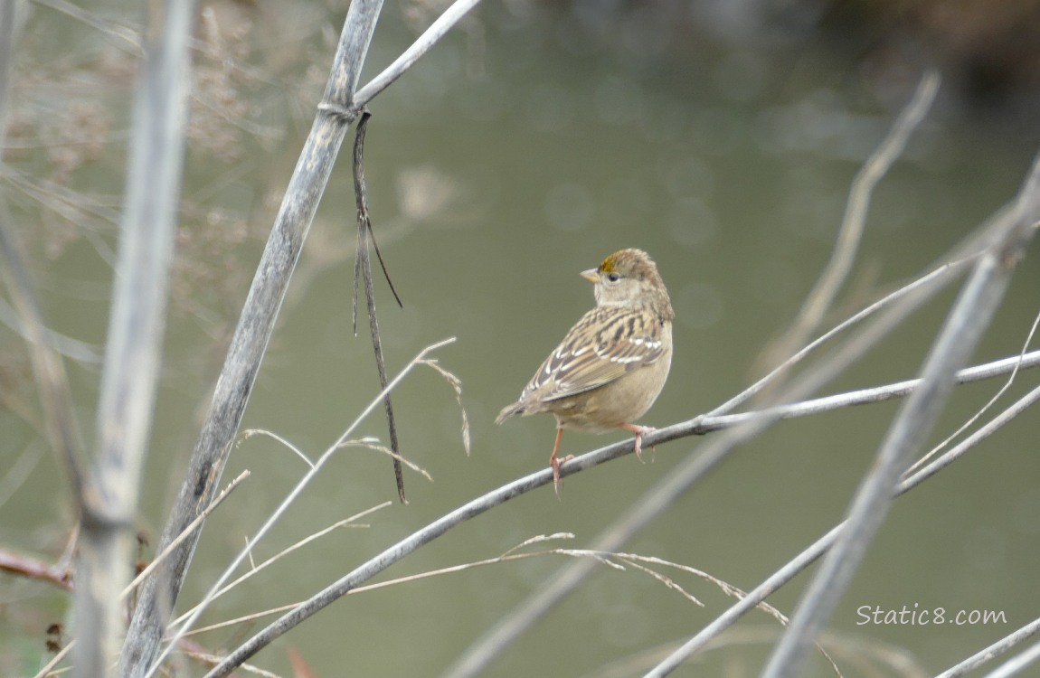 Golden Crown Sparrow standing on a twig, with a very short tail
