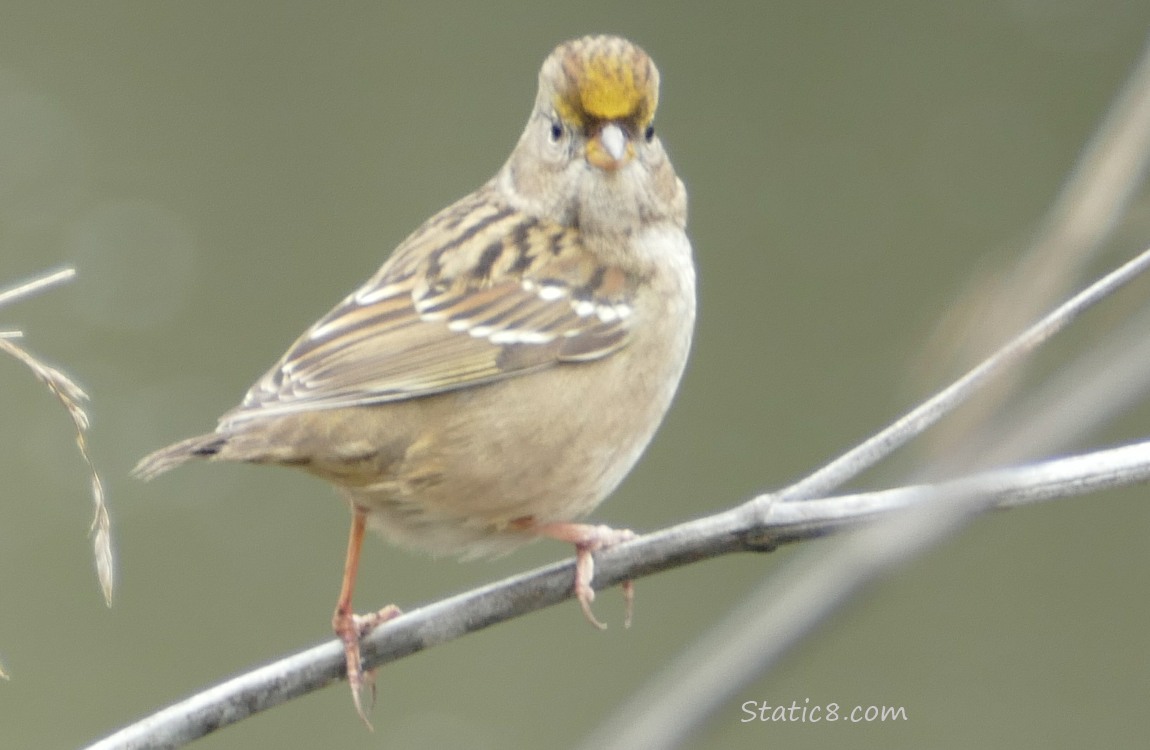 Golden Crown Sparrow standing on a twig, with a very short tail
