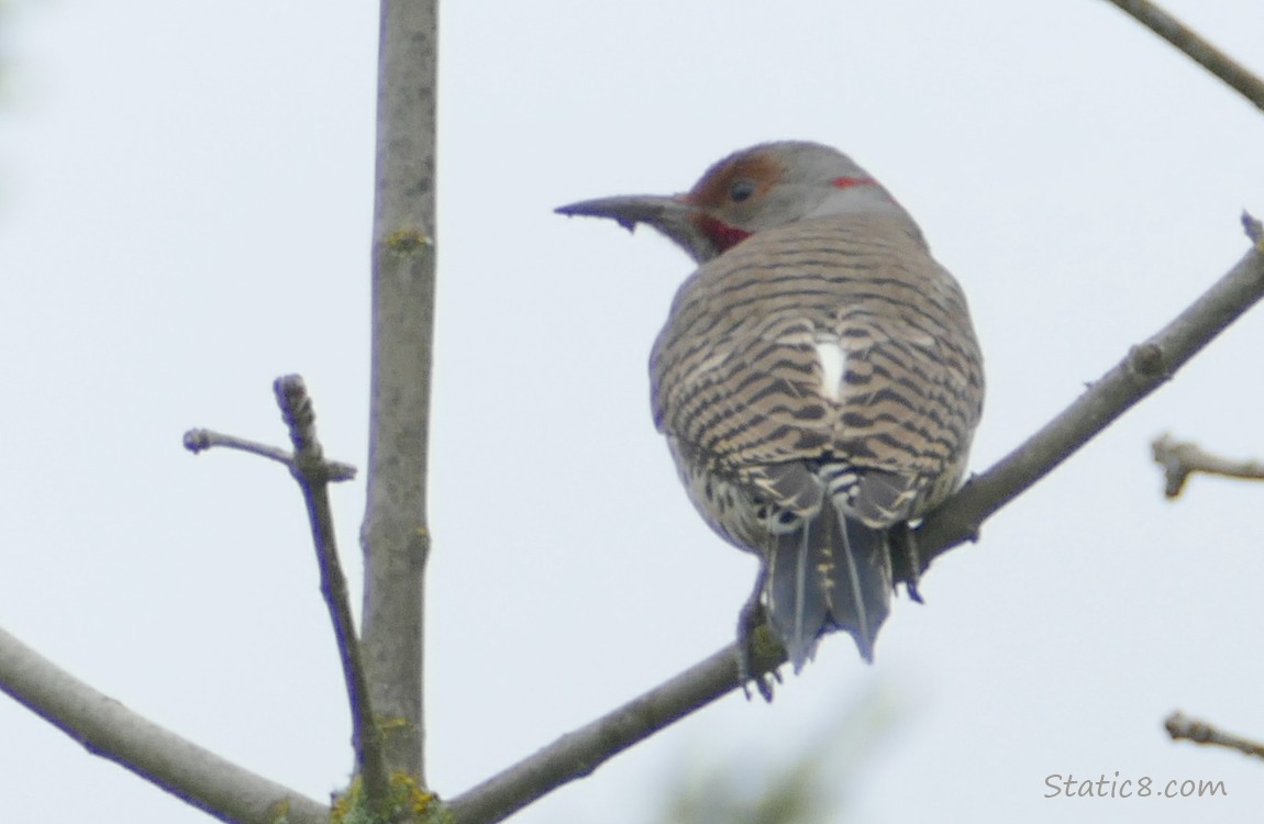 Northern Flicker standing on a stick, grey sky behind