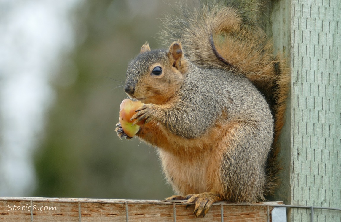 Squirrel standing on a wood fence, holding a apple bit in his hands
