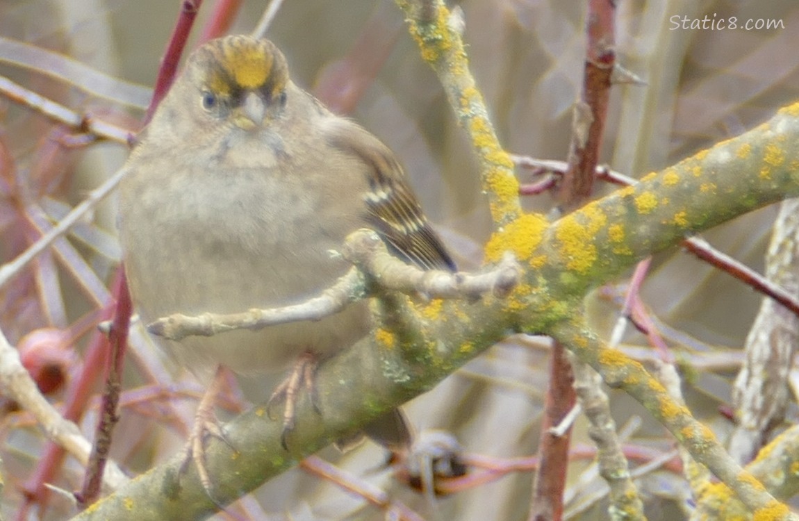 Golden Crown Sparrow standing on a stick