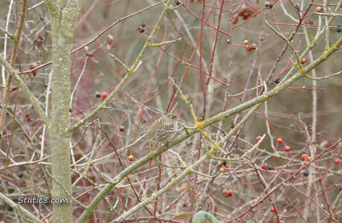 Golden Crown Sparrow standing in winter bare rose bush