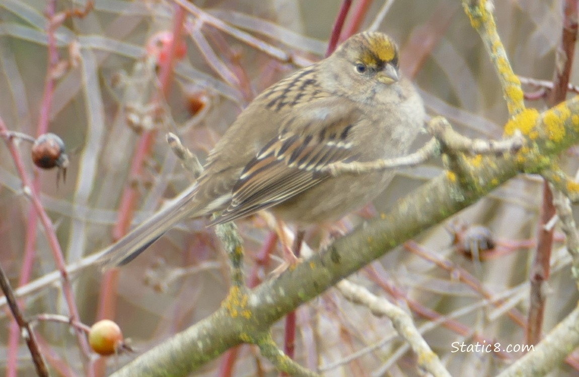 Golden Crown Sparrow standing on a twig with rose hips in the background