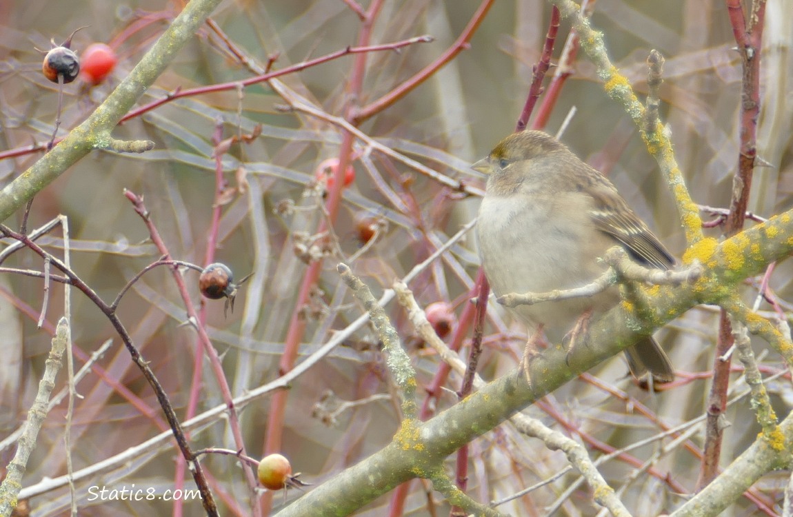 Golden Crown Sparrow surrounded by rose hips