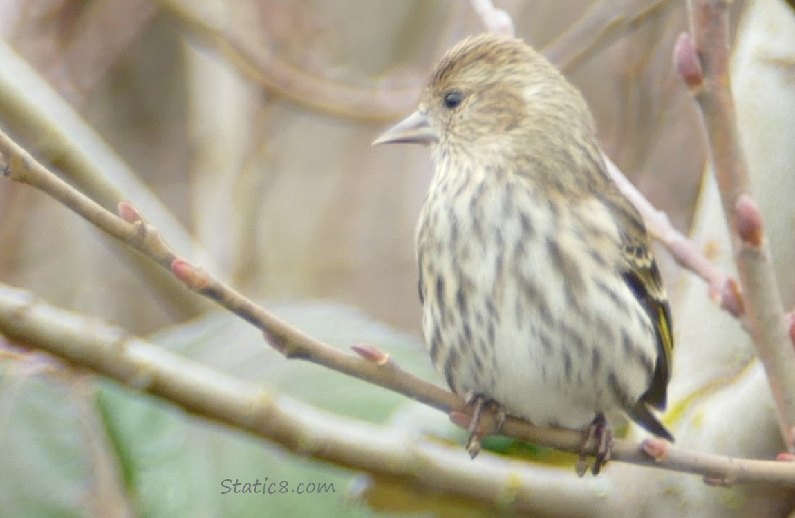 Pine Siskin standing on a twig