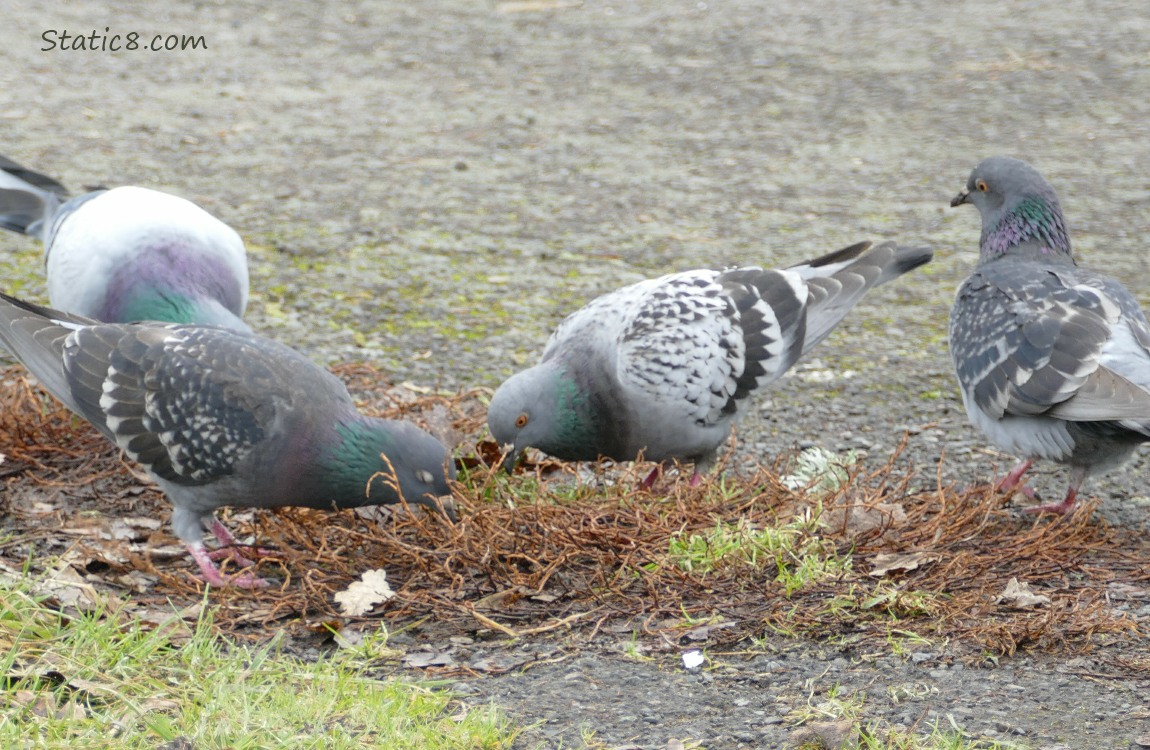 Four Rock Doves pecking at the ground