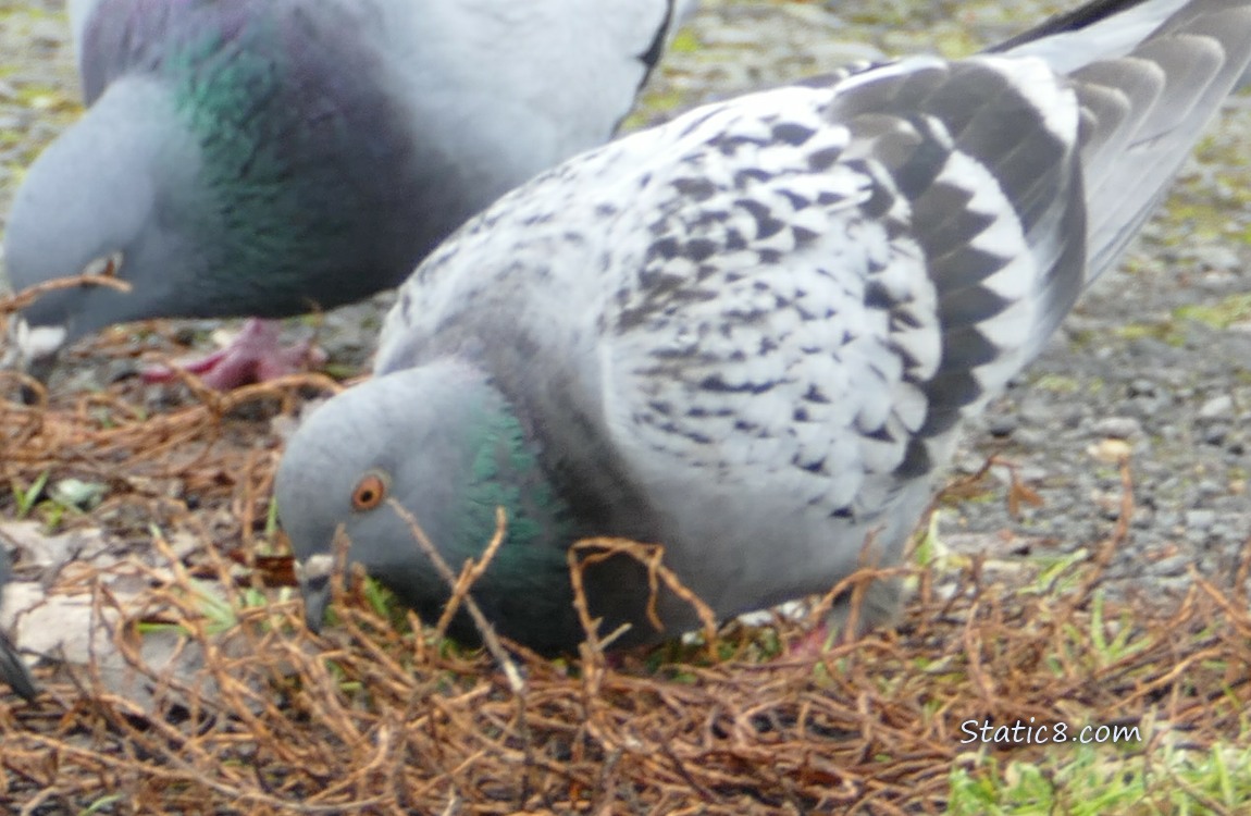 Two Pigeons pecking at the ground