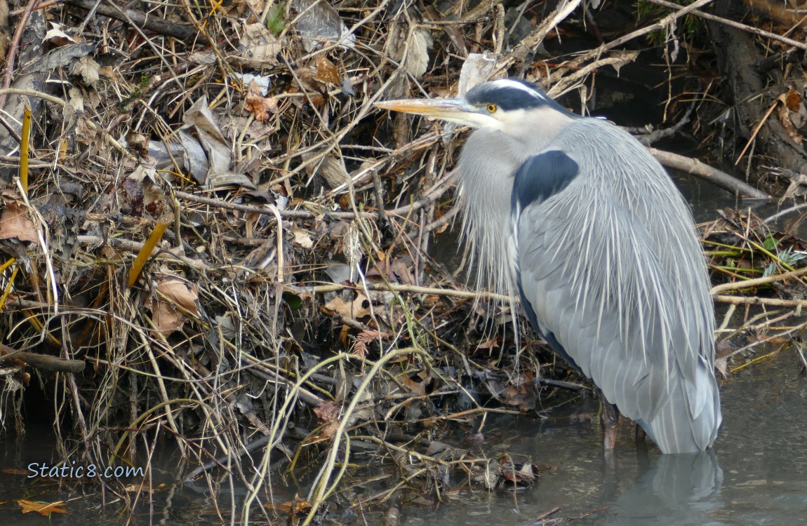 Great Blue Heron standing in shallow water, near the bank with sticks and litter