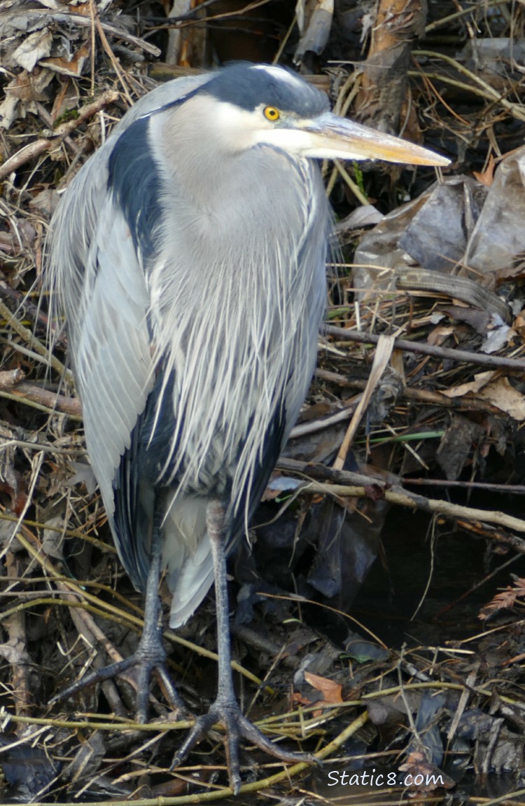 Great Blue Heron standing on the bank of the creek, surrouded by stick