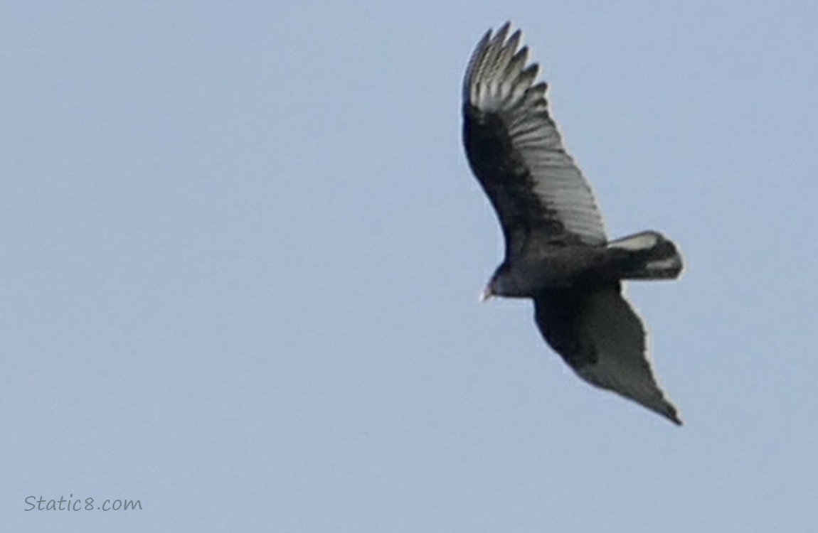 Turkey Vulture flying in a grey sky