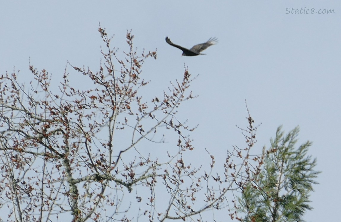 Turkey Vulture flying in a grey sky