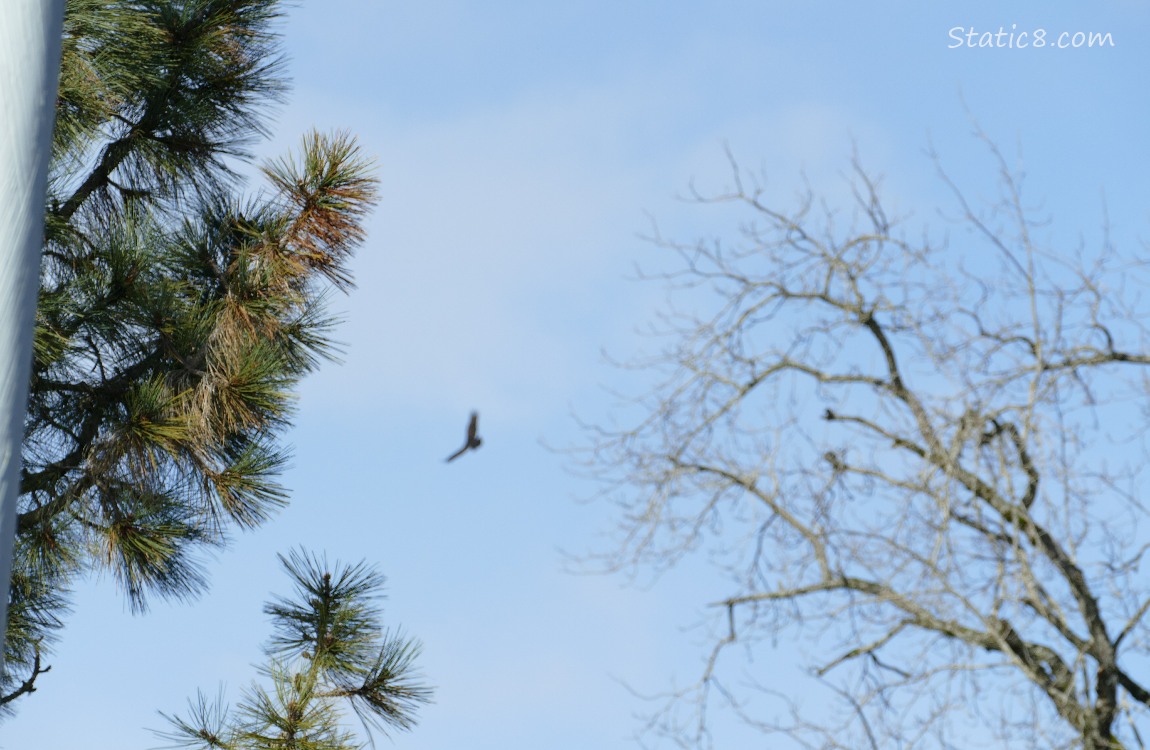 Blurry Vulture soaring in the sky, past a pine tree