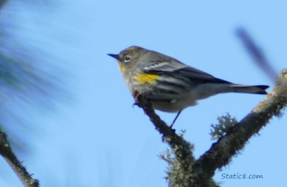 Blurry Yellow Rump Warbler standing on a mossy twig