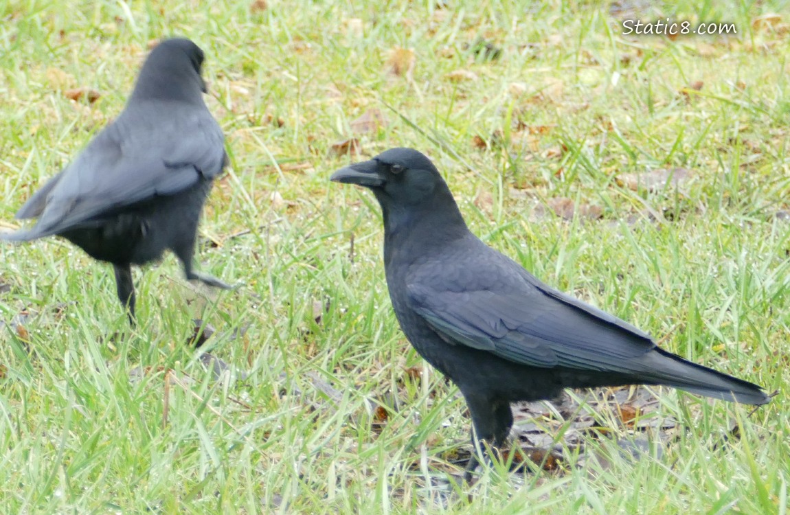Two American Crows standing in the grass