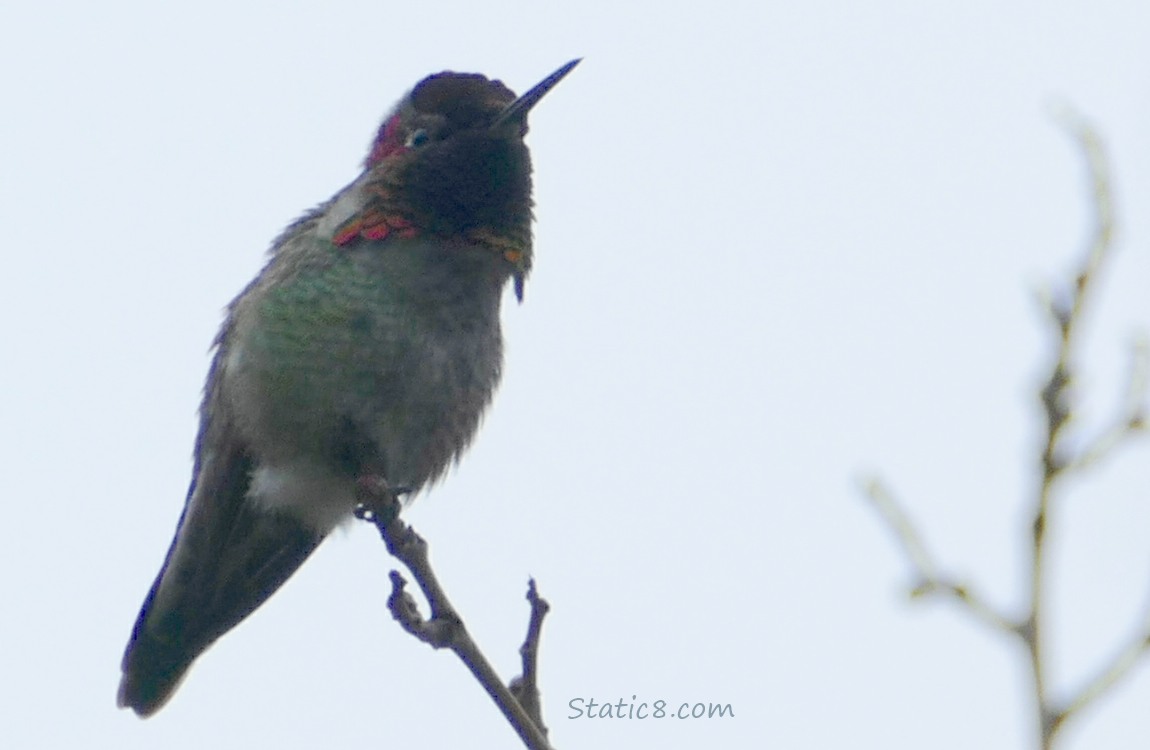 Hummingbird standing at the end of a twig
