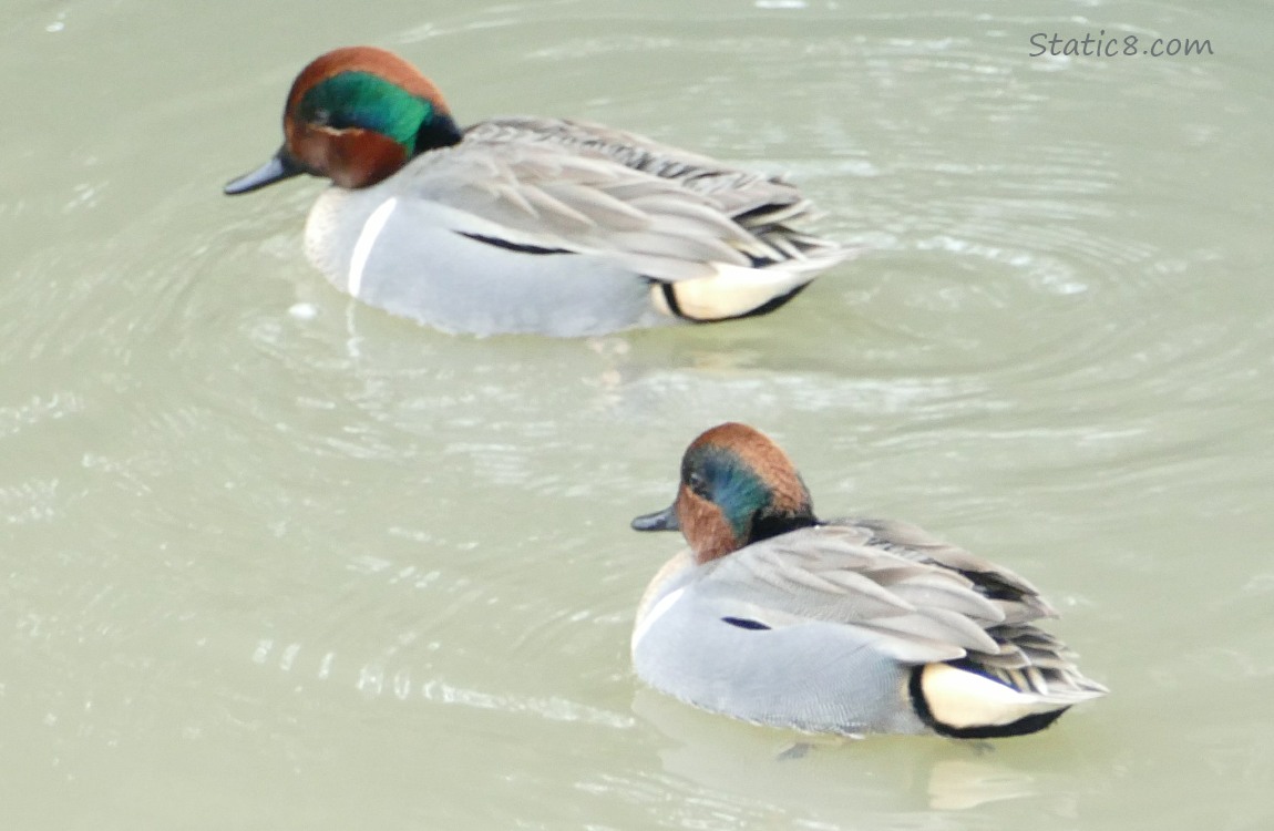 Two male Green Wing Teals paddling on the water
