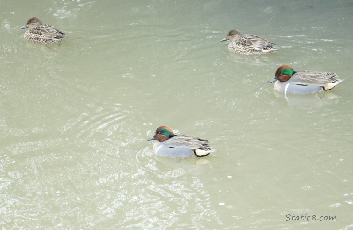 Green Wing Teals paddling on the water