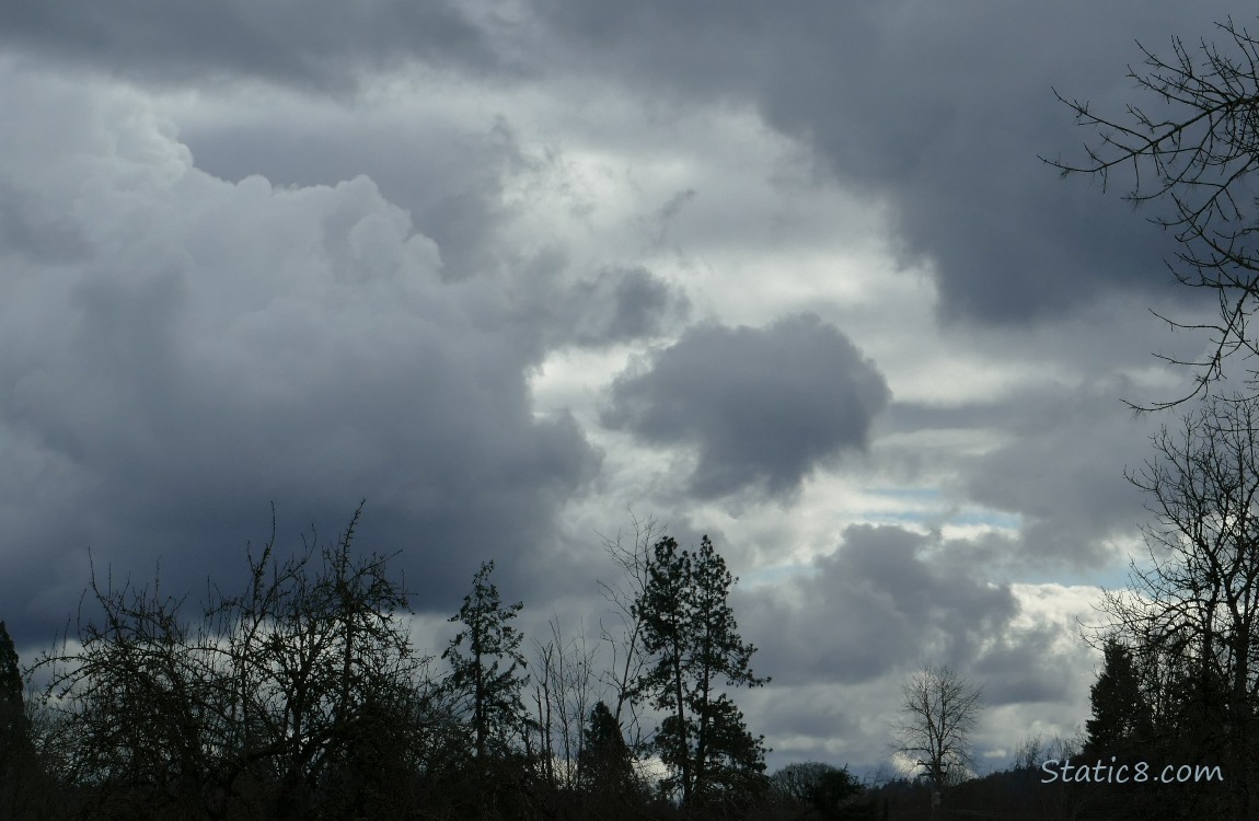 Grey clouds over trees