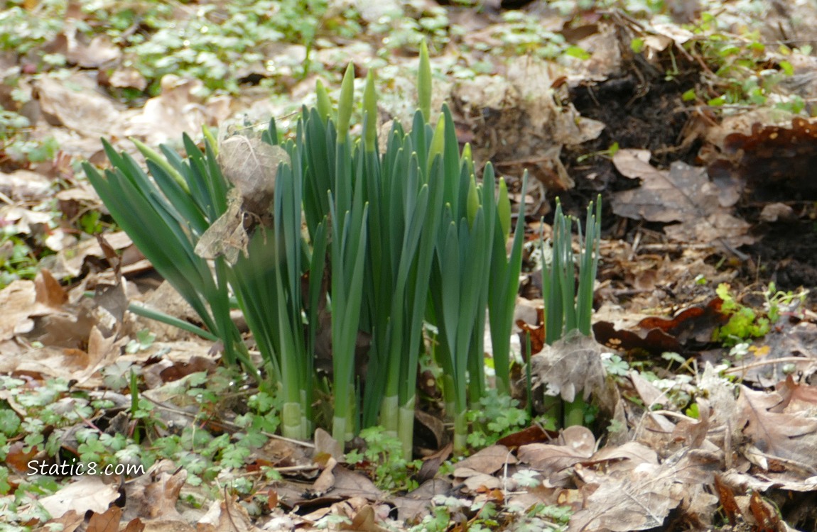 Daffodil leaves surrounded by leaves