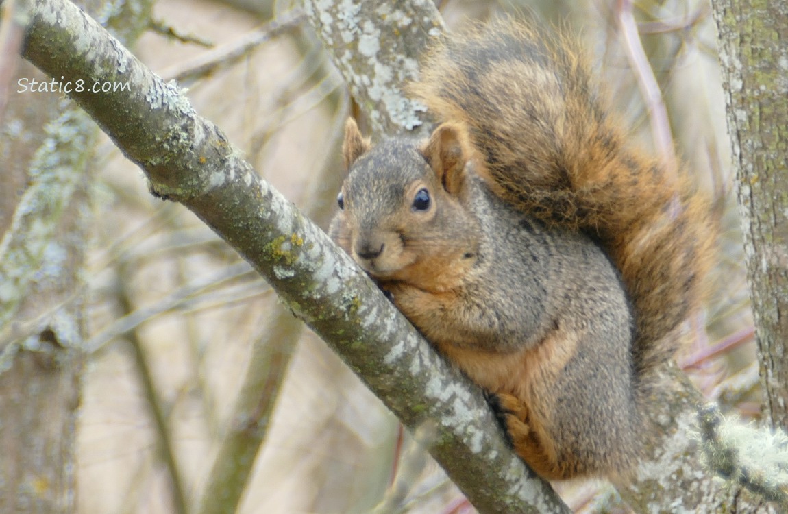 Squirrel resting on a branch