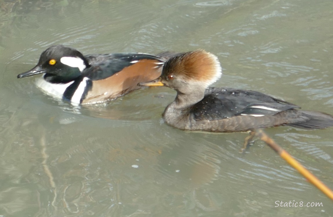 Hooded Merganser pair, paddling on the water