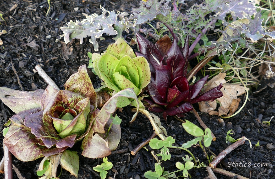 Lettuces growing