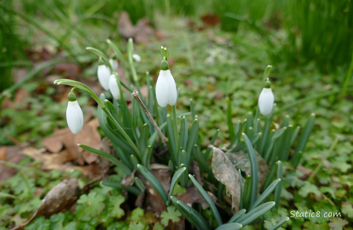 Snowdrop Blooms
