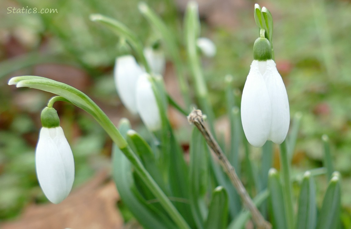 Snowdrop Blooms