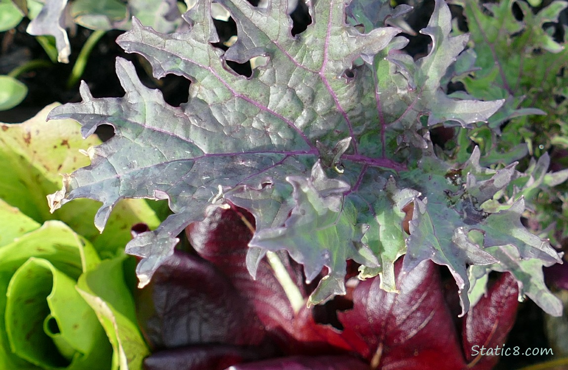 Unknown veggie with lettuces