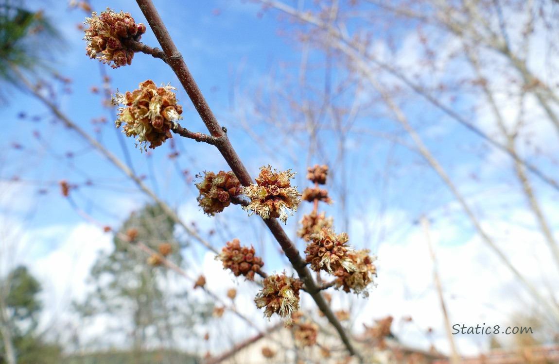 Unknown tree thingees