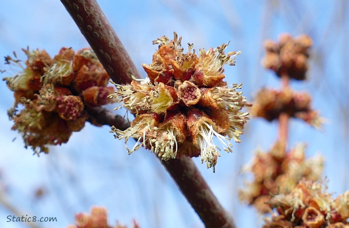 Unknown tree thingees