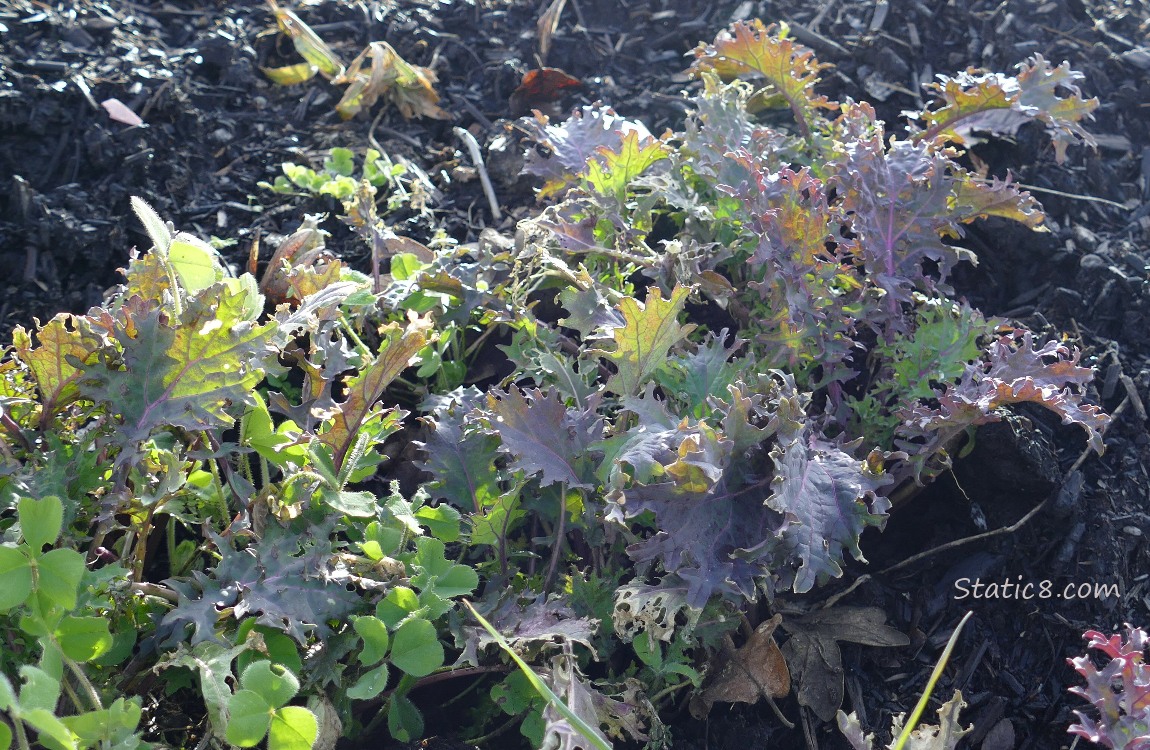 Unknown veggie