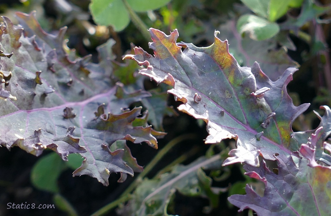 Unknown veggie leaves