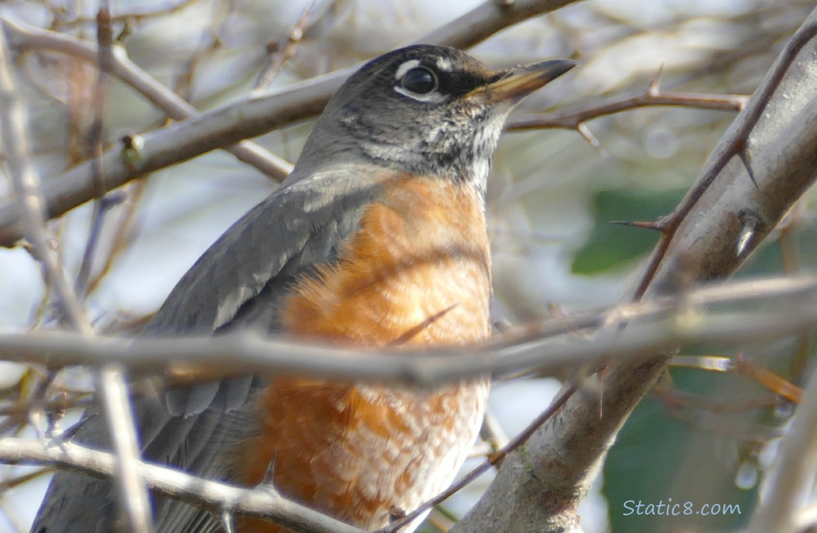 American Robin standing in a tree surrounded by winter bare twigs
