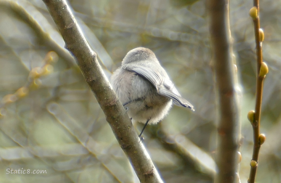 The butt of a Bushtit standing on a branch