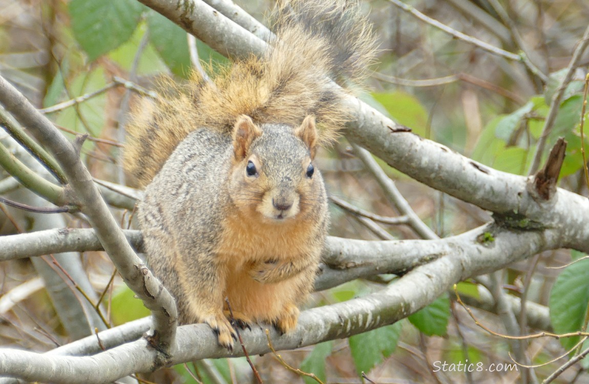 Squirrel standing in a tree