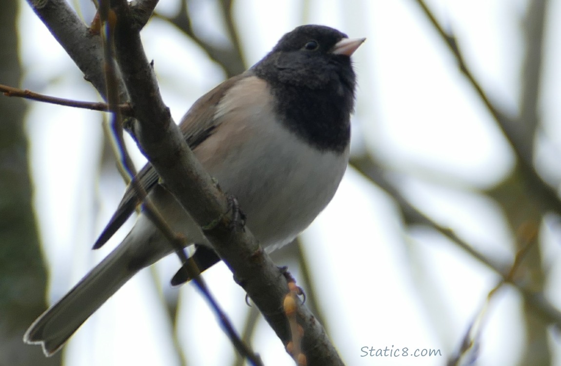 Looking up at a Junco standing in a tree