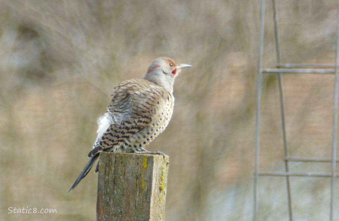 Northern Flicker standing on a wood post