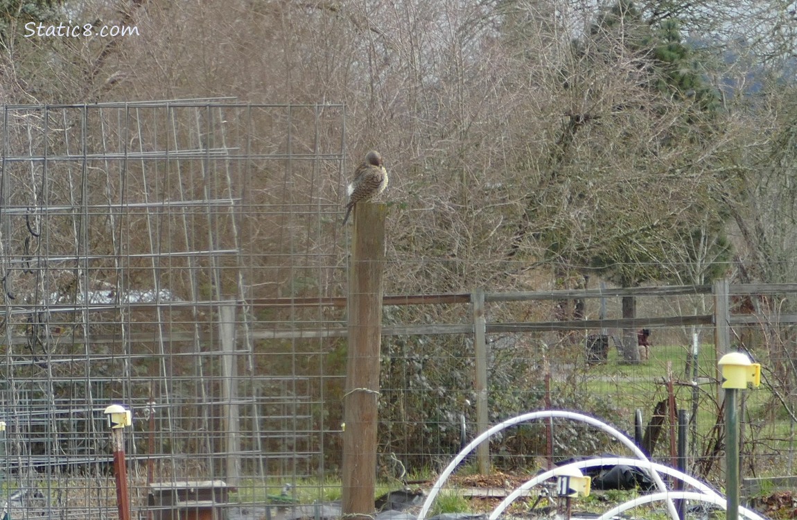 Bird on a wood post